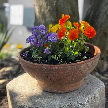 Okretowa 23 Bolek Lolek * ביילסקו-ביאלה