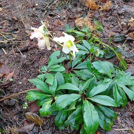 Okretowa 23 Bolek Lolek Apartmán *